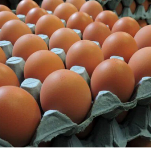Layers Eggs